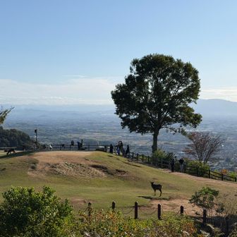 若草山は、全面芝生に覆われた3段重ねの山です。
別名 " 三笠山 " の由縁が分かりました。