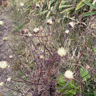 マツムシソウの残骸らしい（綿毛が飛んだ後？）