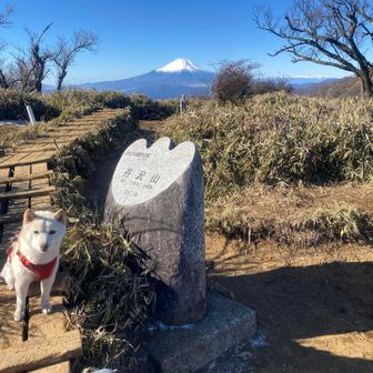 たまたま居た可愛いわんこ😍を撮らせてもらった、癒され疲れが吹っ飛んだよ‼️
