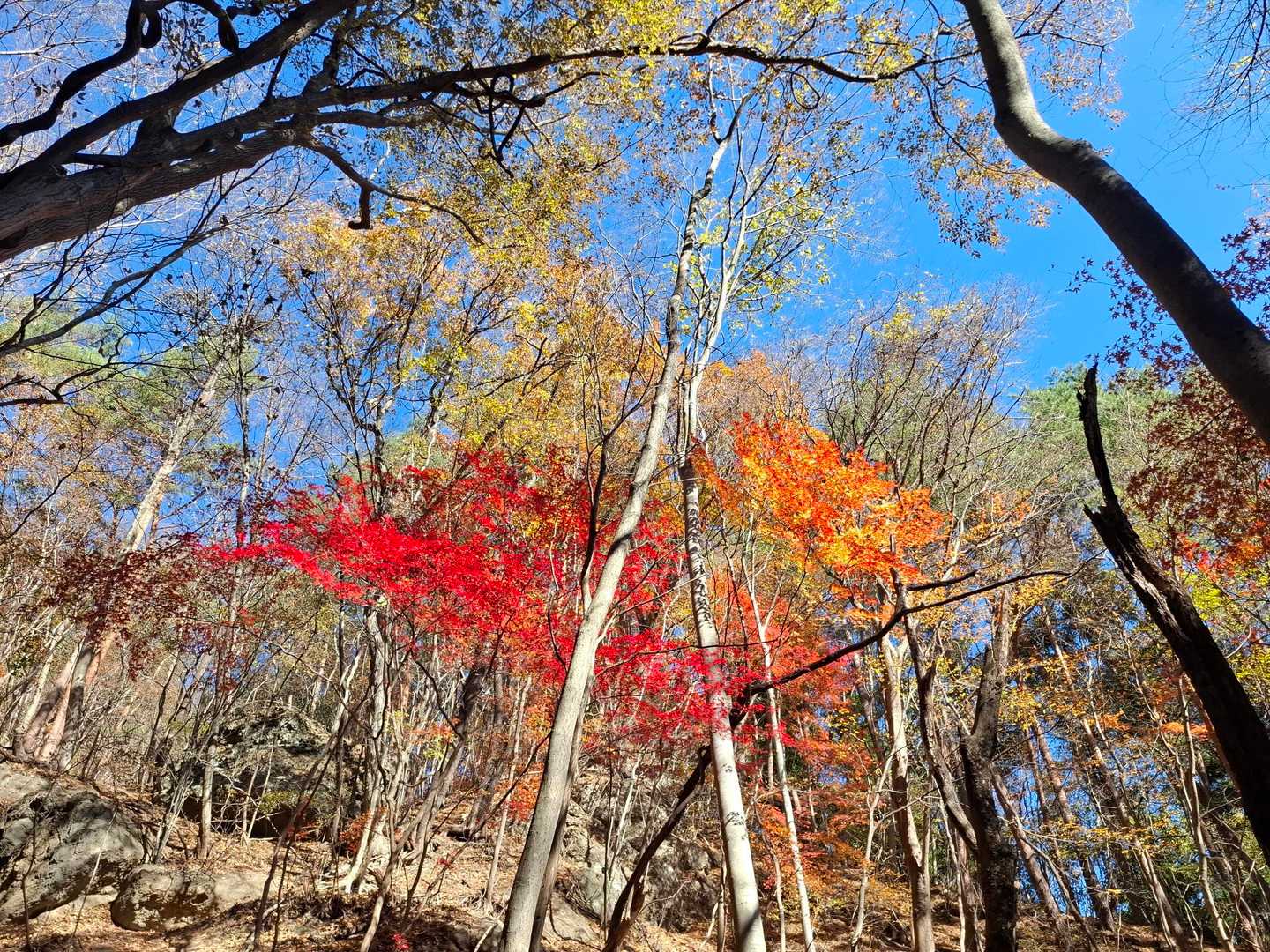 もみじキタ🍁