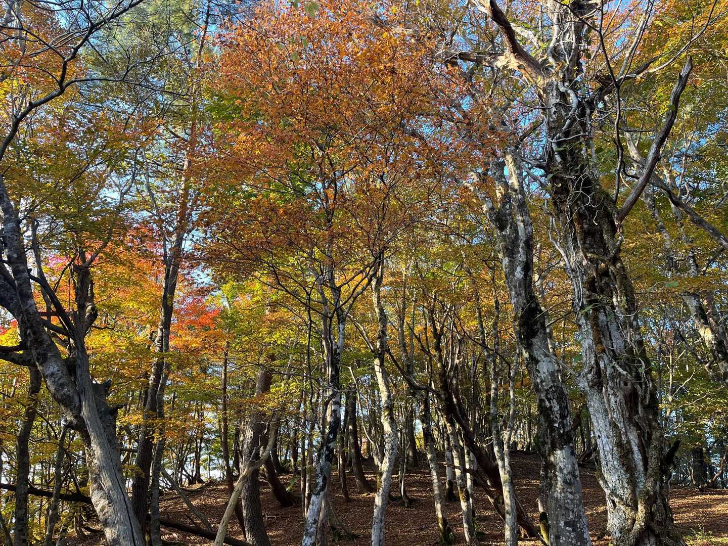五波峠-八ヶ峰 往復コースの写真