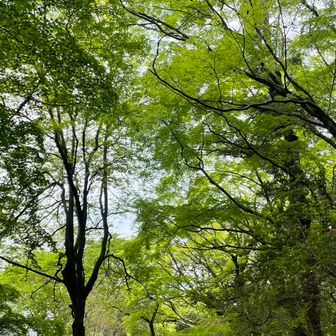 雨のあとで緑が綺麗