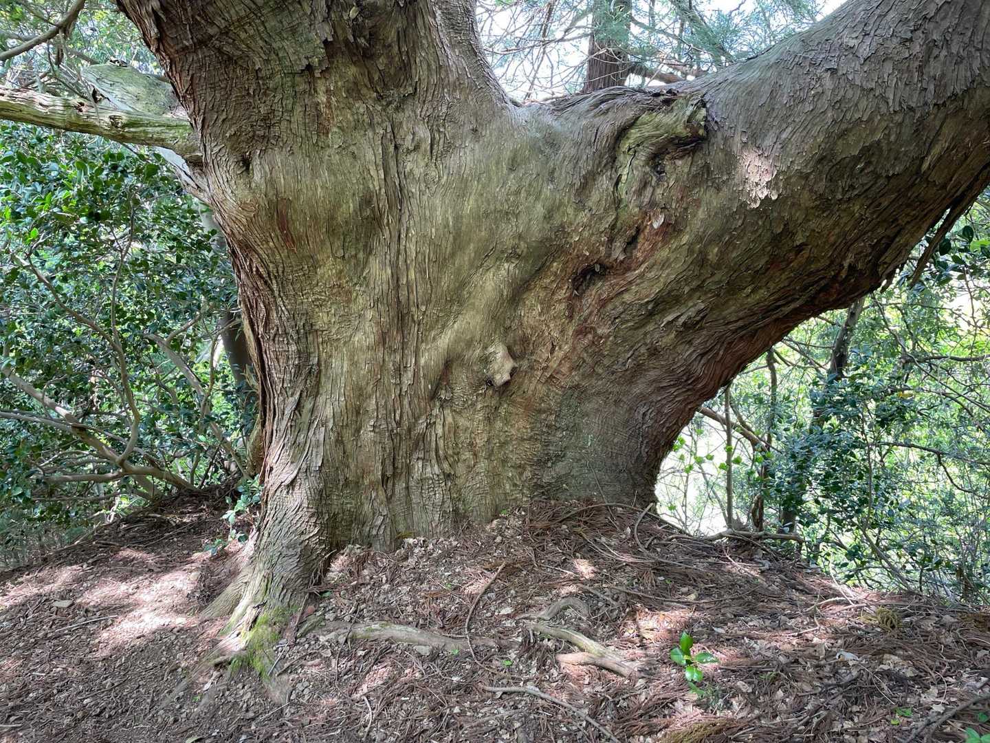 大木あり🌲（杉だと思う）