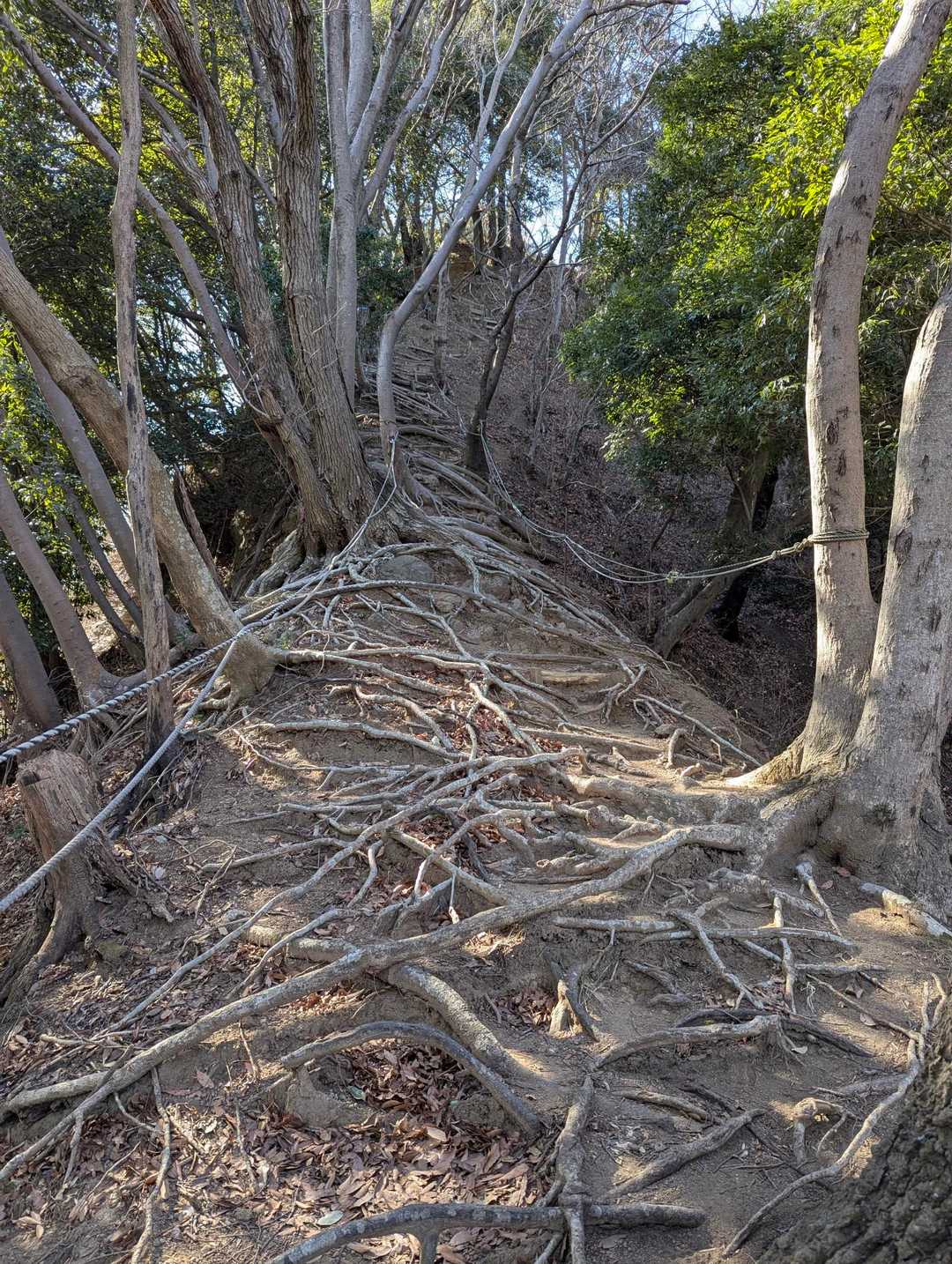 木の根が階段の様になっていますが、足を引っ掛けないように要注意⚠️です😊