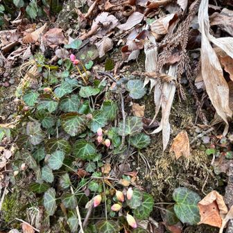 下山は同じくソロの女性と山談義で盛り上がりながらあっという間に降りてきました。
お疲れ山でした♪