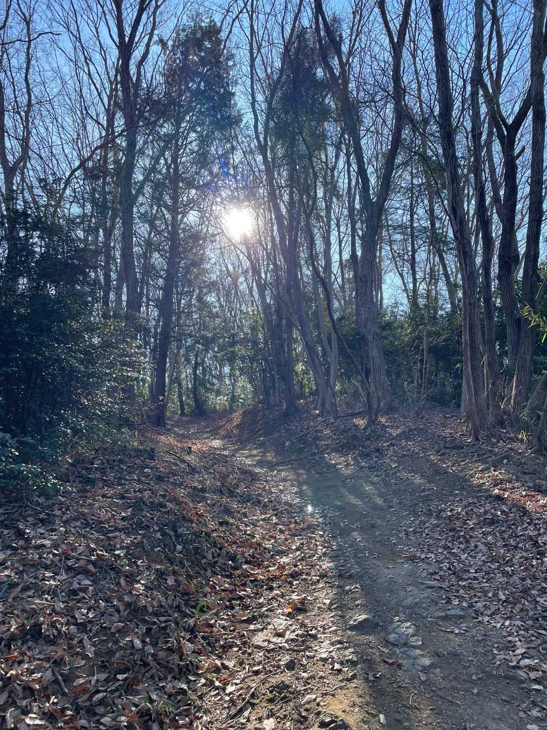 大平山 周回コースの写真