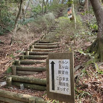 さっき通りすぎた分岐点を曲がり、五ヶ山を目指す。
ここにくるまでなんだか久しぶりに迷いまくった(フィールドメモにも書いてあるのに)

オマケに五ヶ山へ繋がるこの階段も完全にスルーしてしまってて、慌てて戻ってきました💦