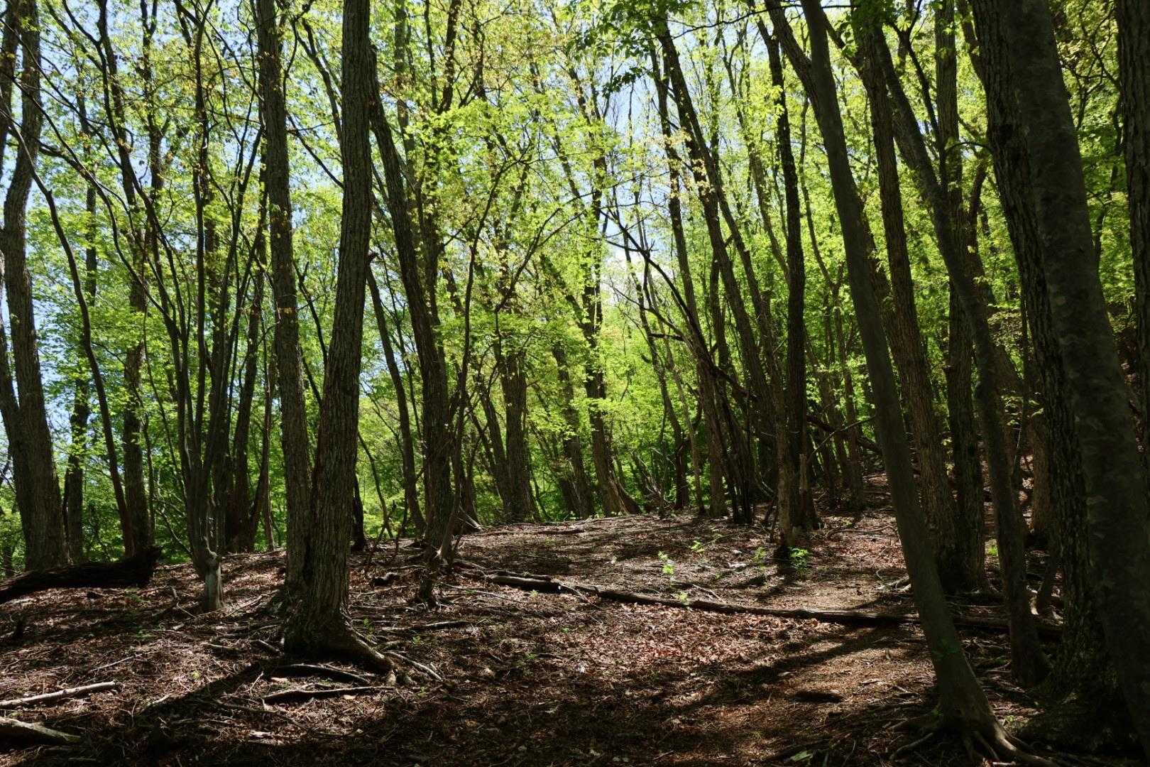 新緑が綺麗…
登山道、平なところも時々間違う💦
特に倒木や作業道などわかりにくいところ多々あり注意⚠️