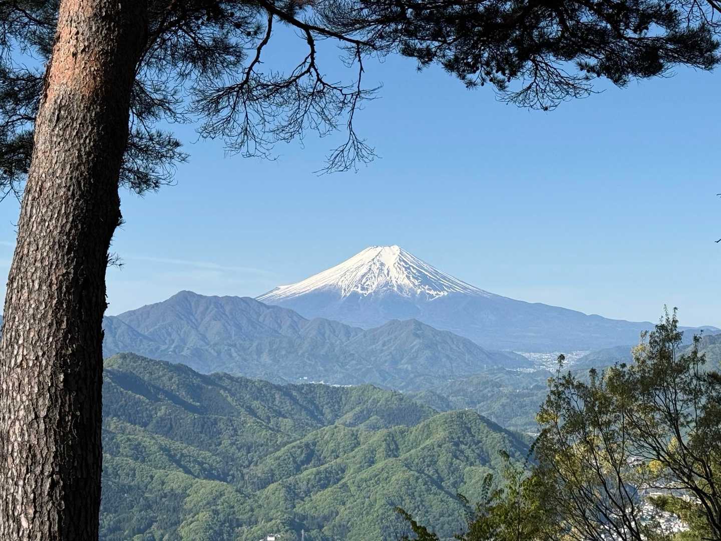 秀麗です