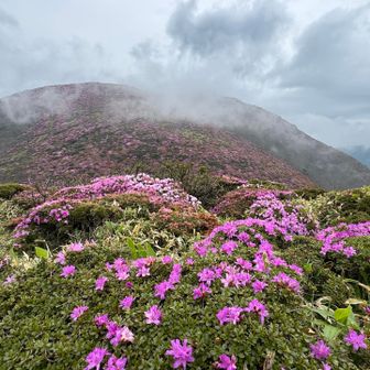 ピークを過ぎて、枯れた花が目立つとはいえ、まだまだ見事です。