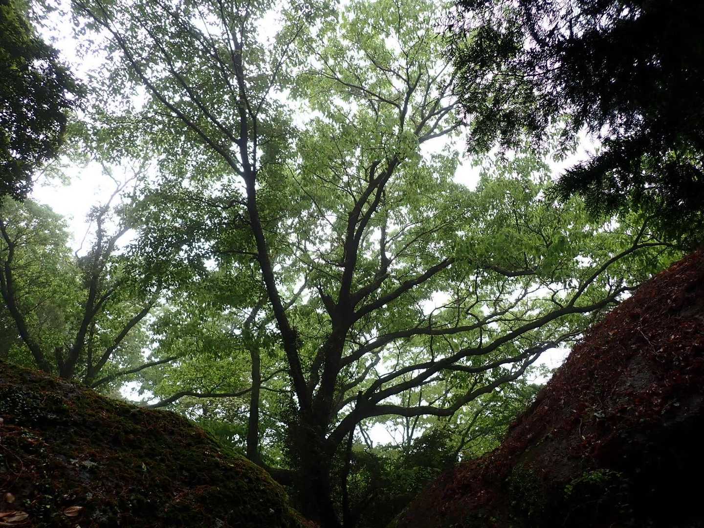 🌳✨