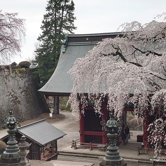 しだれ桜が絵に描いたような眺め