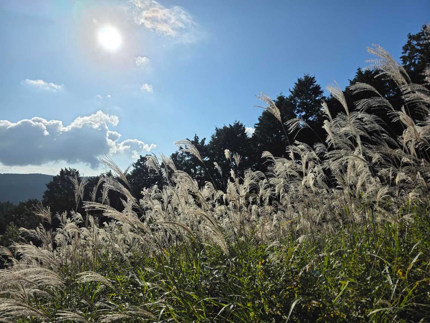振り返って📷
逆光で白く輝くススキが好き。