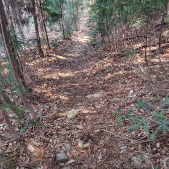 こんな道です。