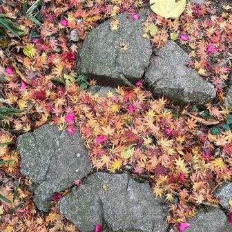 紅葉、サザンカ、草、そして石段とのコントラストが結構面白いです。