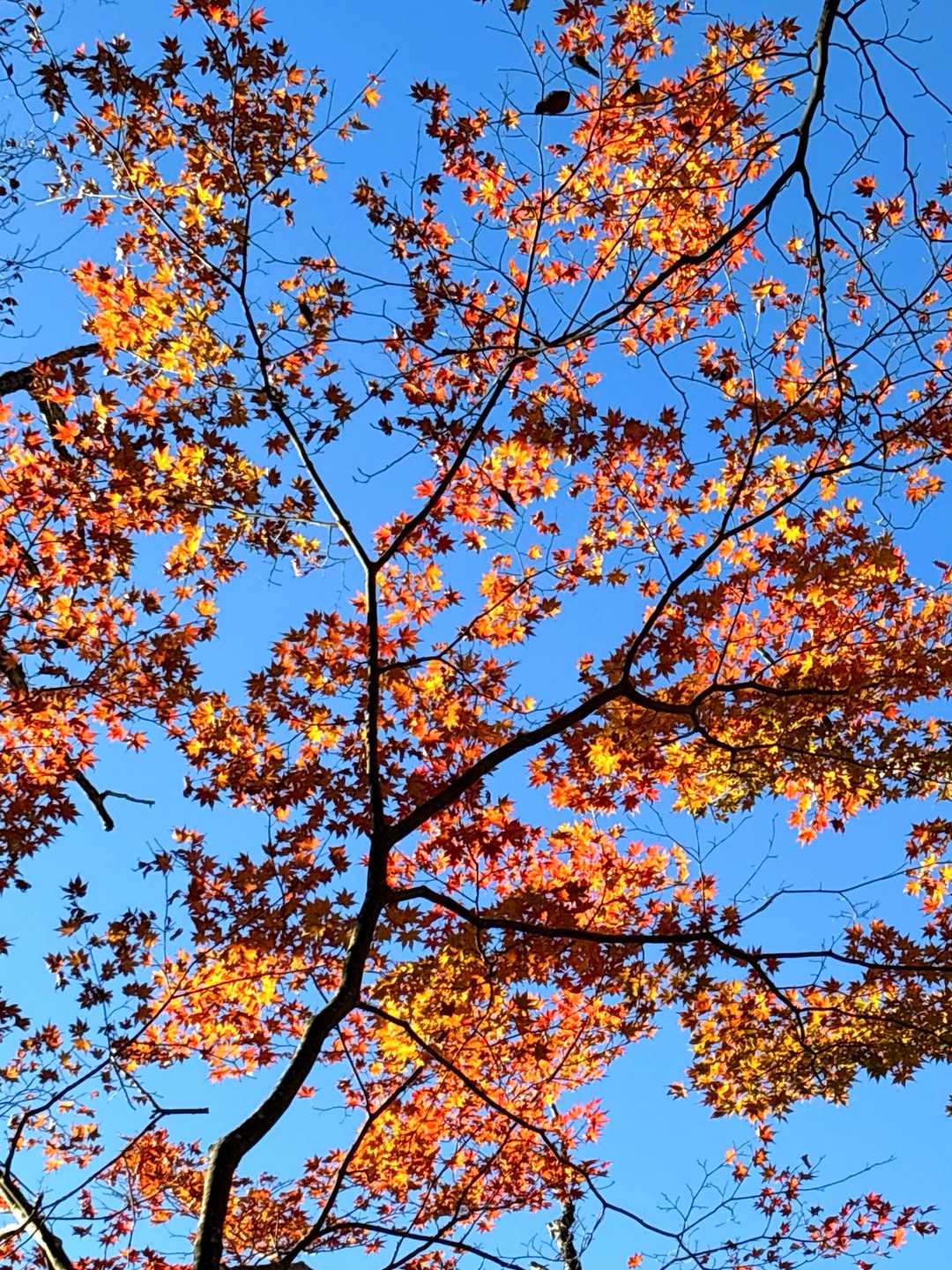 楓🍁