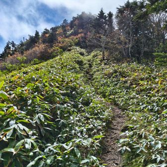 傾斜がきつくなってきた
この後岩場の登りがきつかった