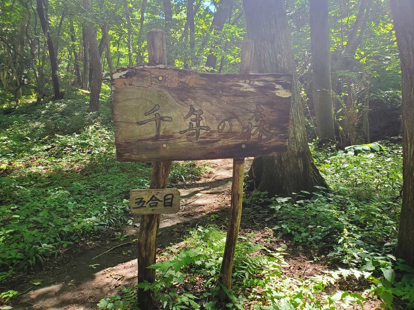 天狗山 周回コースの写真
