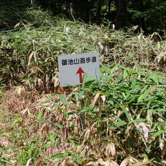 御池山ハイキングコース