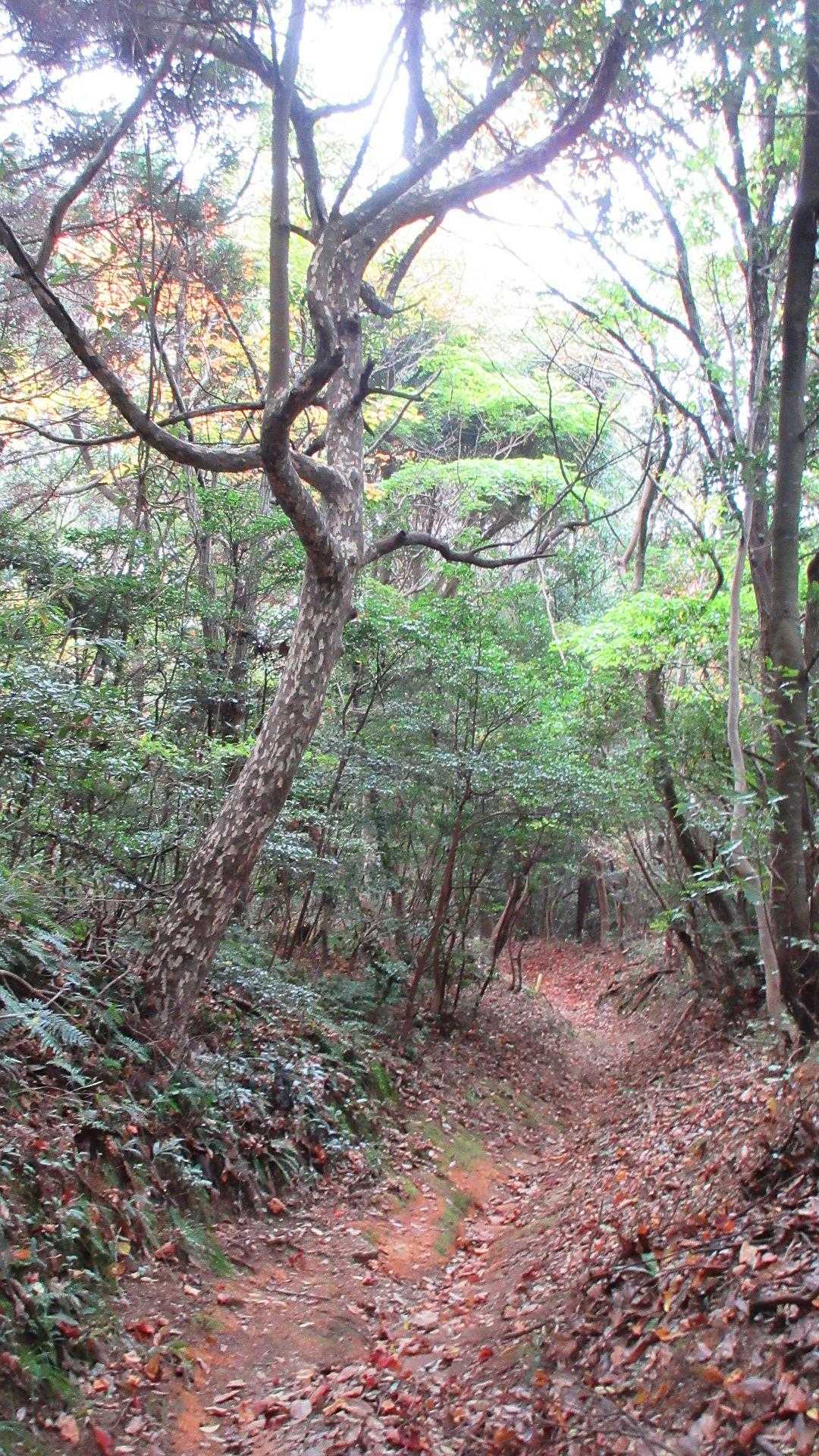 この先成相寺別れでソロ女史👀西の峰へ🚶‍♀️