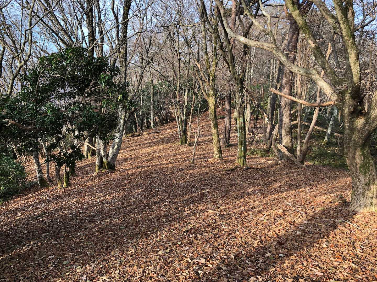 なんちゅう歩きやすい尾根なんやろ🥰
ここ完全にナメてたよ🤣