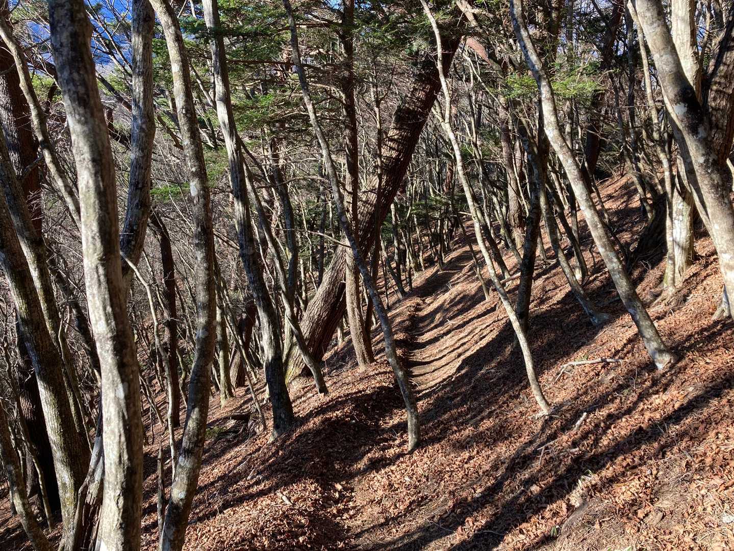 パノラマ台〜中ノ倉峠までの縦走は適度なアップダウンの繰り返しで良い運動になる👍