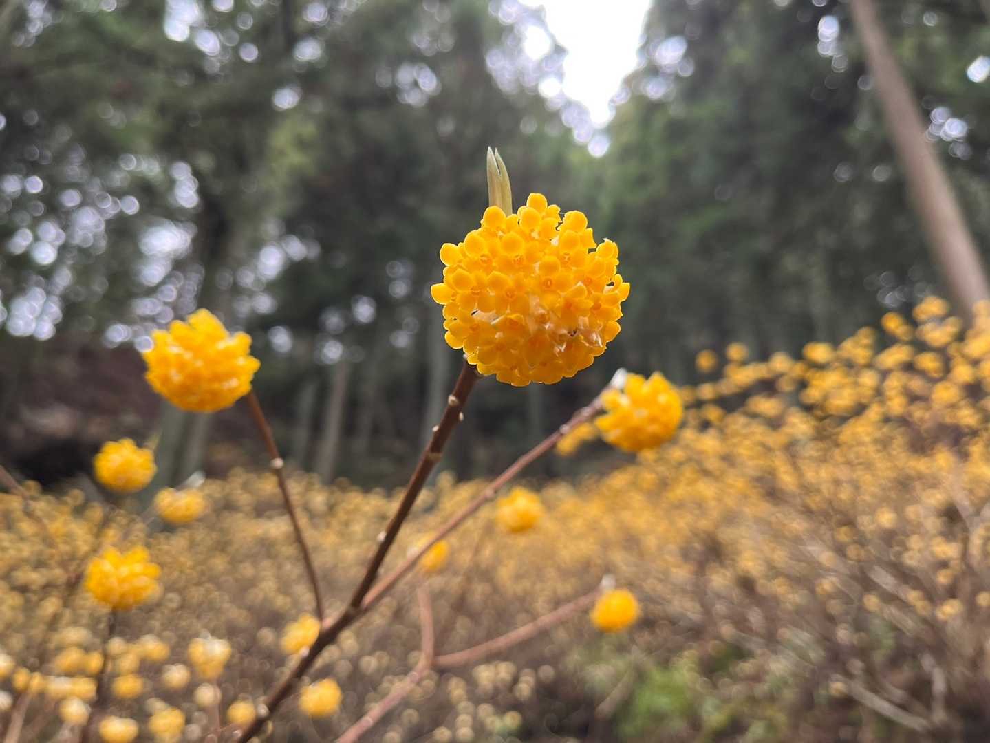 ３つにわかれてるポンポンポン♡