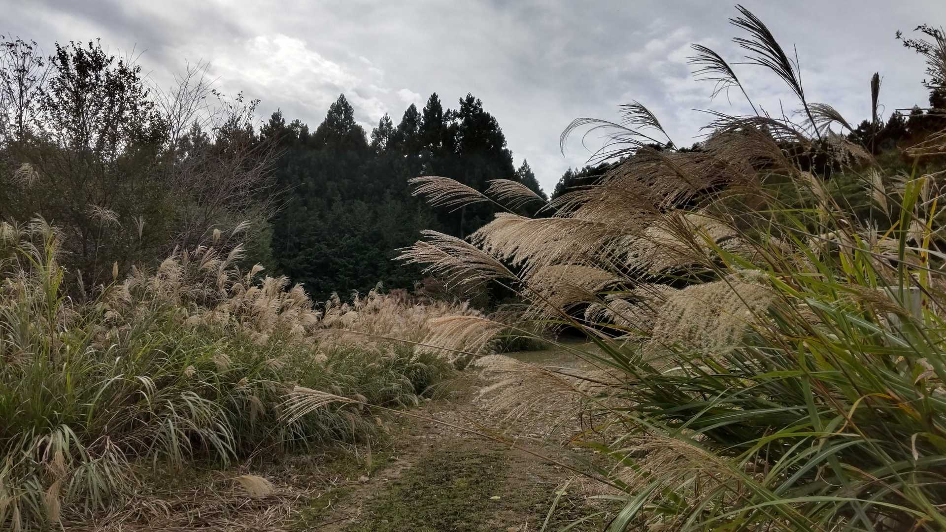 すすきロード🌾