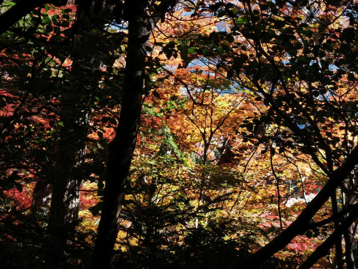 燃えてる様な紅葉