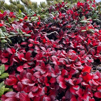 エネルギーある緋色