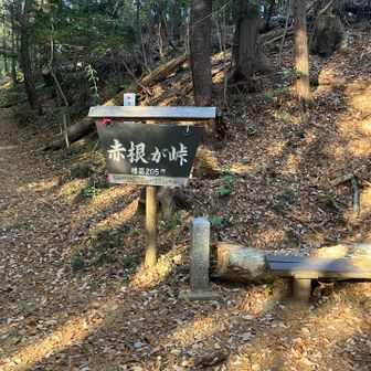 分岐では道を確認