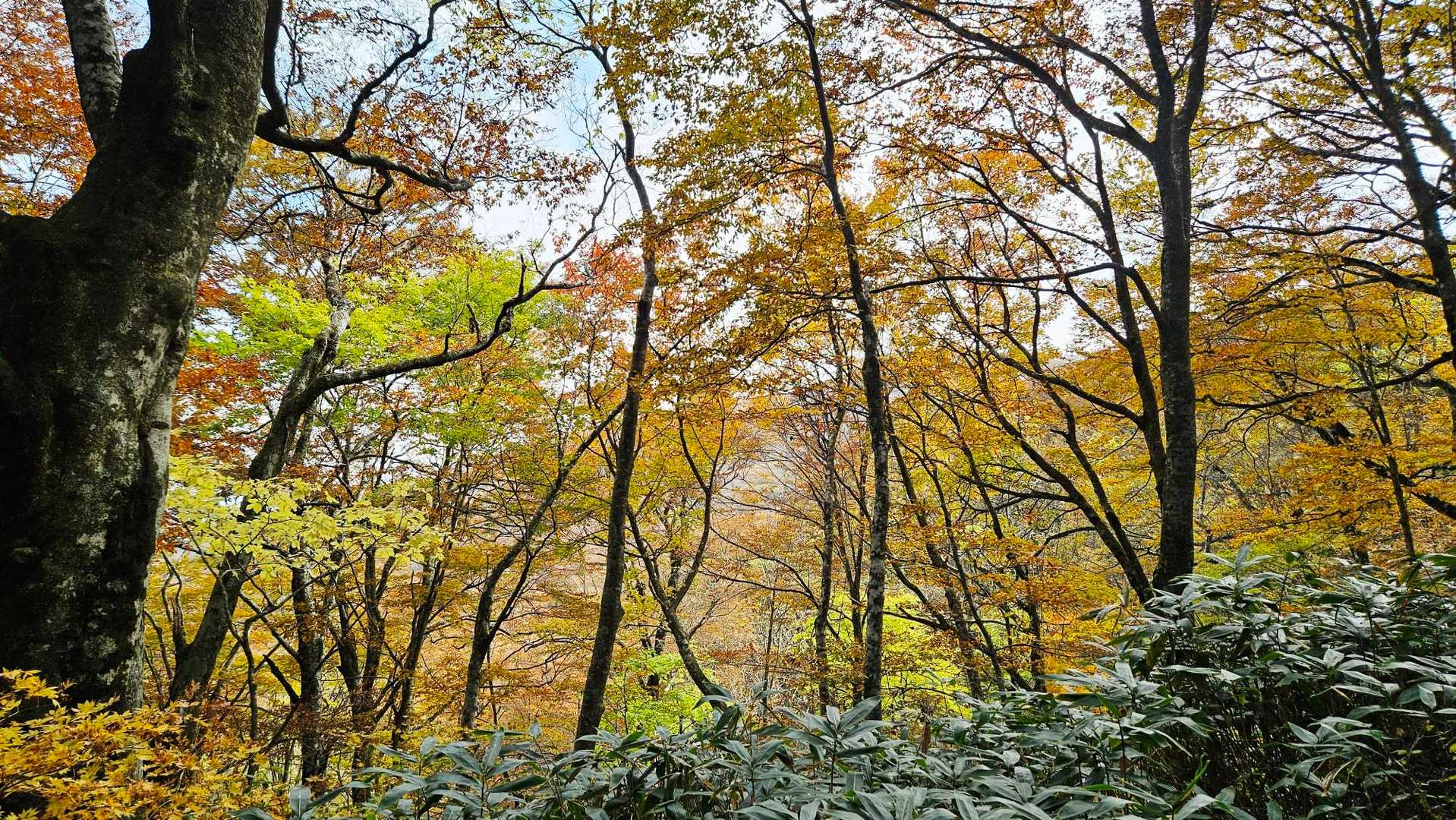 ひろしま県民の森登山口-展望園地-立烏帽子山-池ノ段-越原 周回コースの写真