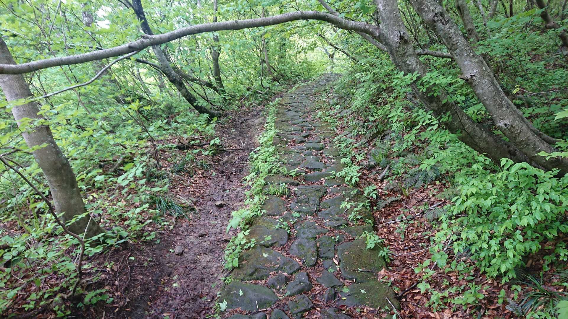 大休峠-矢筈ヶ山 往復コースの写真