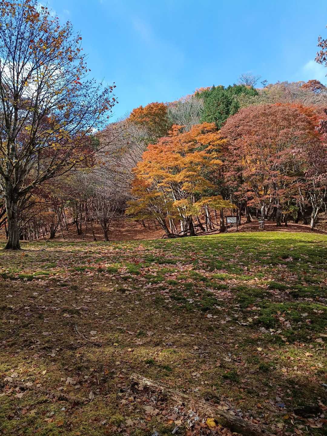 紅葉のウノタワ😄