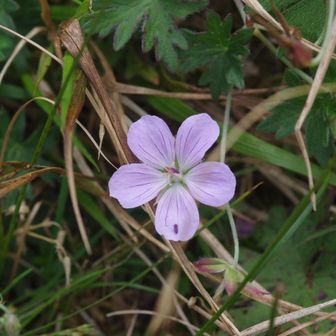 ハクサンフウロ（フウロソウ科フウロソウ属）高山植物の一つの代表花です。薄いピンク～ムラサキがかった花まで、変化に富みます。変種のエゾフウロに比べて花の色が薄く、蕾や萼片に毛が少ないのが特徴です。