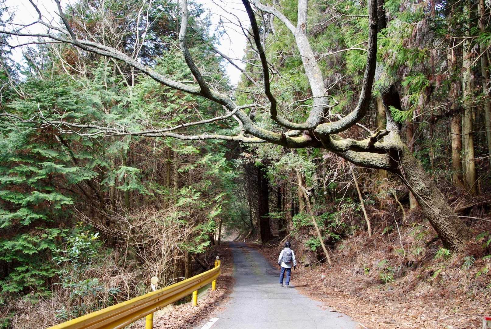 頭上に広がる大きな木🌲