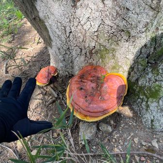 大きなキノコ🍄