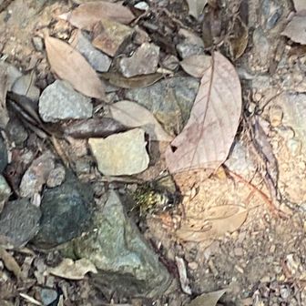真ん中にセミがいます　下山途中の道にバタバタしてた　びっくり！