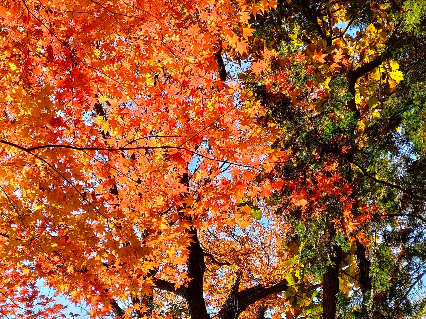榎窪山-三沢峠-泰光寺山-西山峠 往復コースの写真