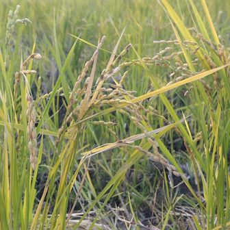 さて、ぼちぼち迎えの電話がなるかと駐車場へ。
稲刈後に稲が伸びて、稲穂がなっている。調べたら、孫生えといって、中身は空の事が多いらしい。俳句では秋の季語とか…なるほど〜🤔