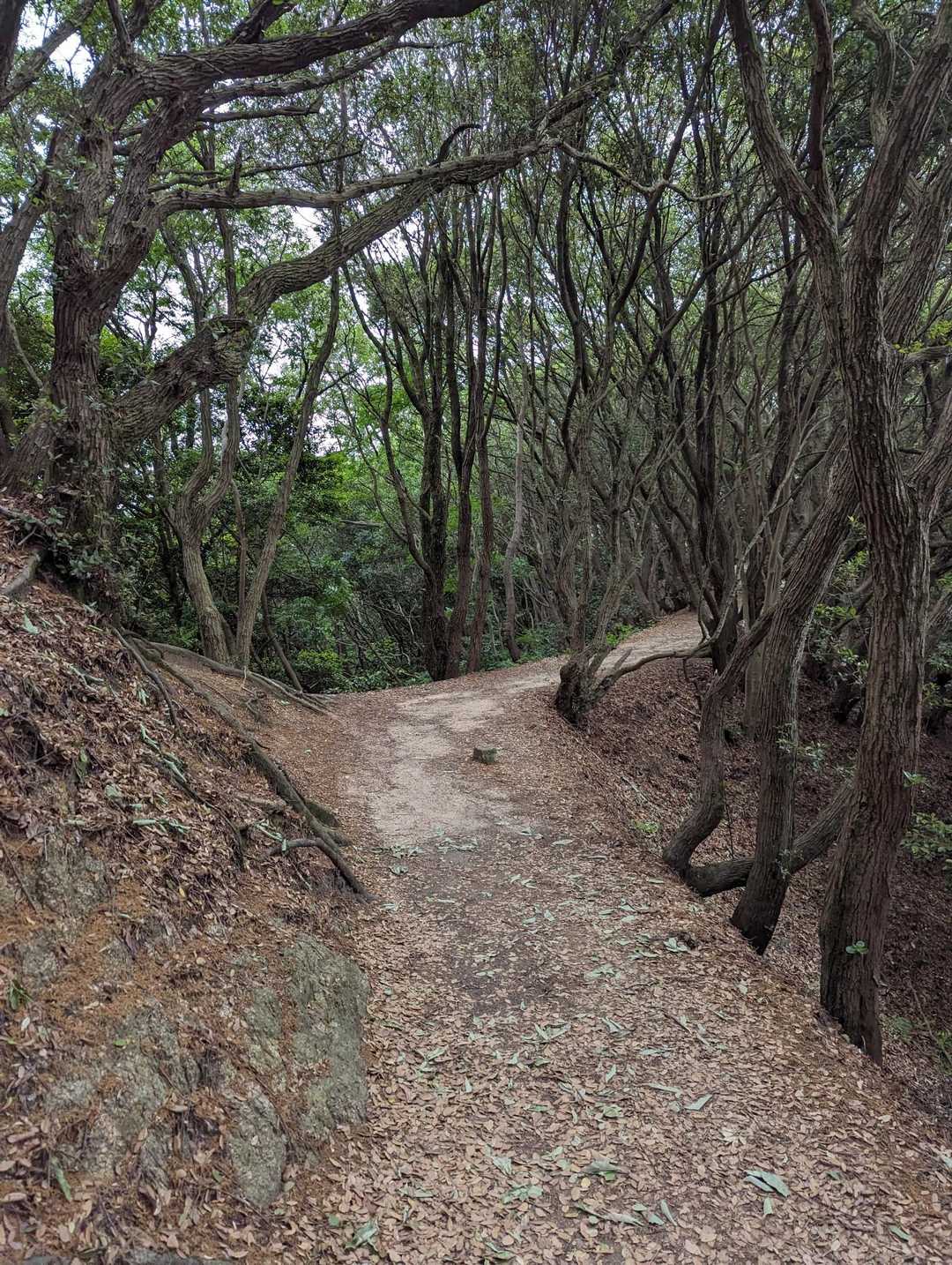 高倉山へ向かうなだらかな癒しの道～！息子は、左上の小ピークをいくつか通っていました