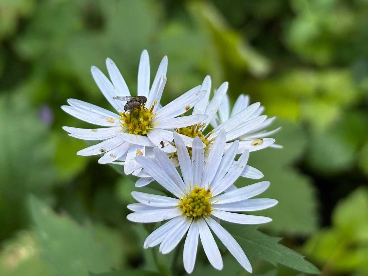 最後にかわいいお花と🪰愛でました…😑