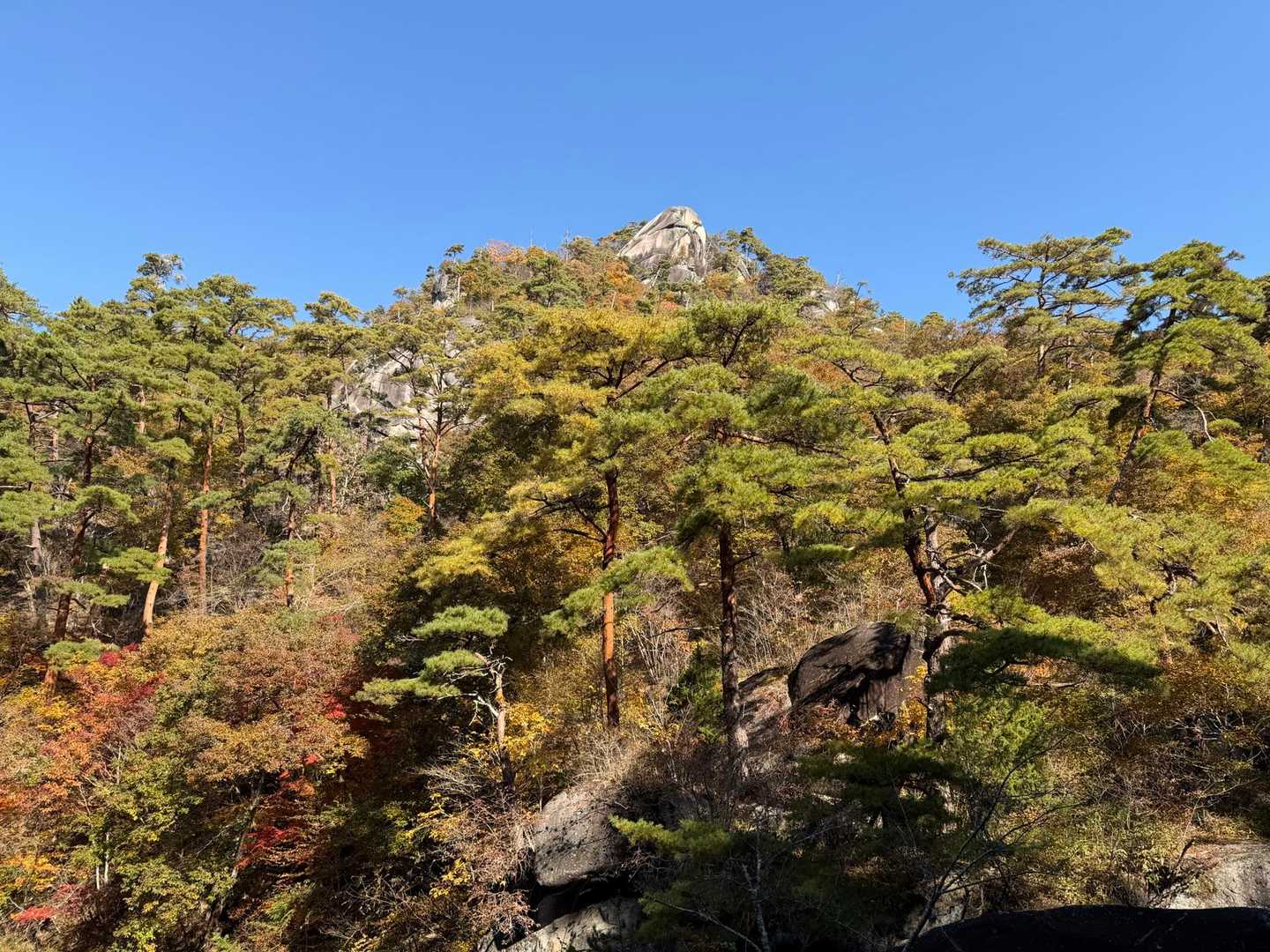 周回して思いましたが、松が元気な山でした👍