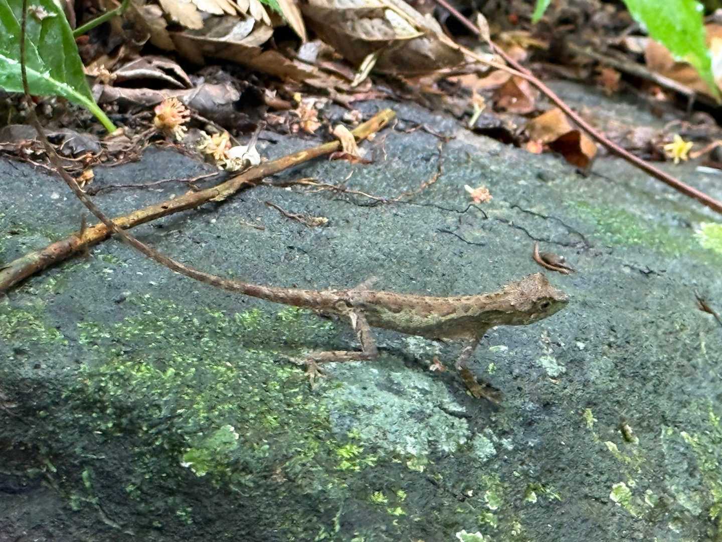 サキシマキノボリトカゲ