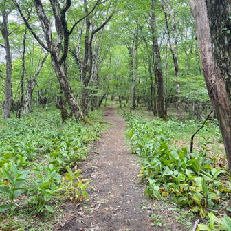 歩きやすいハイキングコース