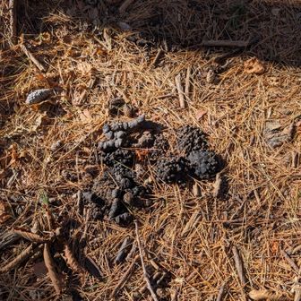 で、熊の💩新しくはないのでスルー