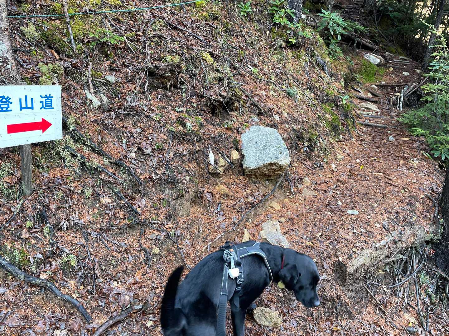 ここから登山道だワン