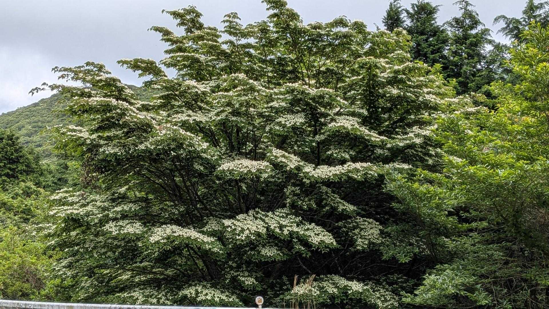 登山口近くのヤマボウシ💮