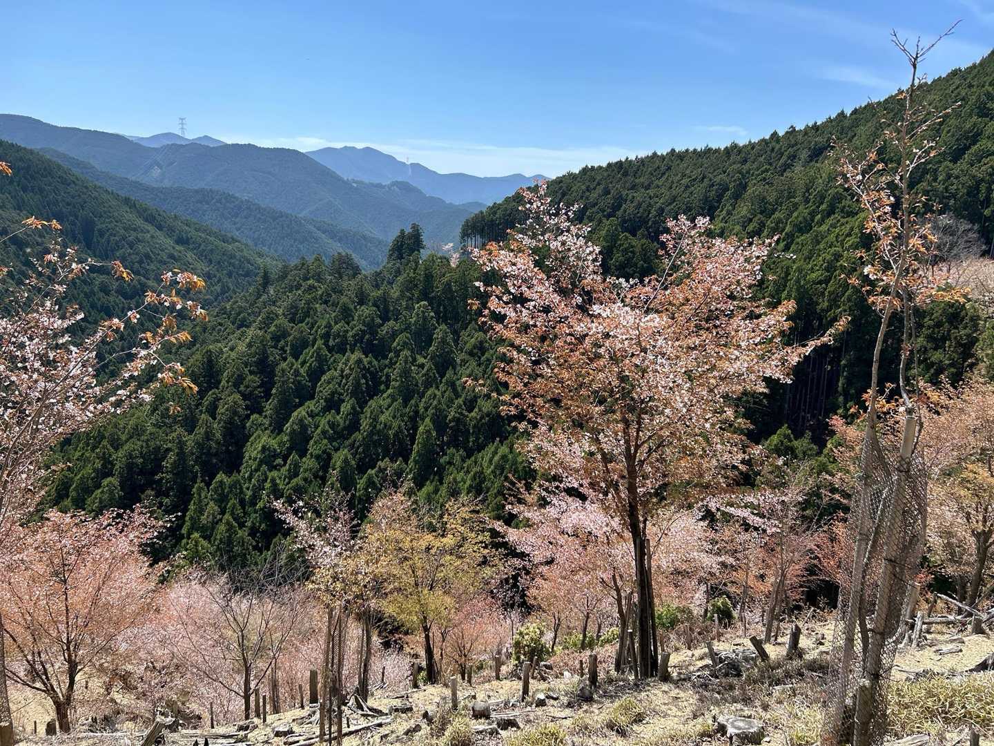 名残の桜