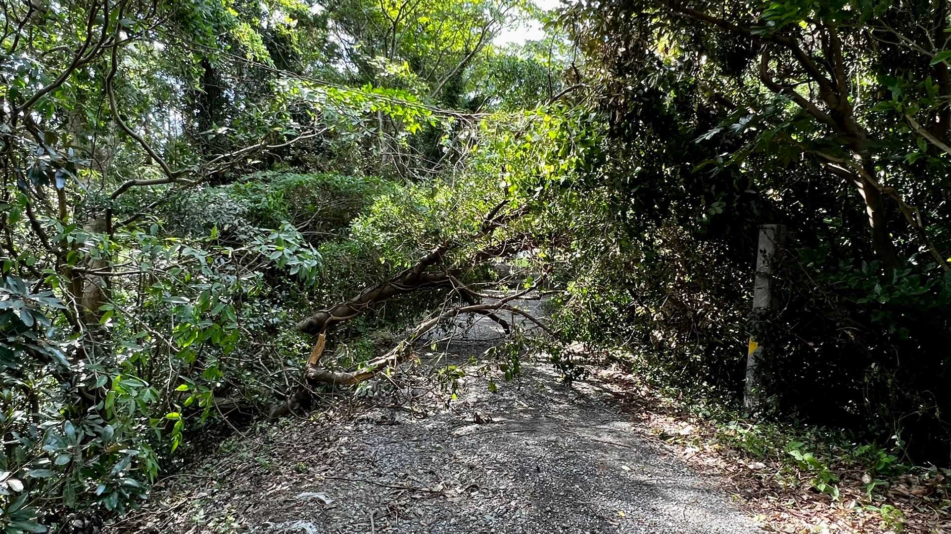 うわっ、台風で倒れた樹木がモロ道塞いどる😳